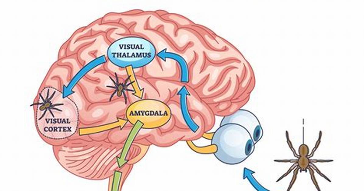 Do Reptiles Have Amygdala?