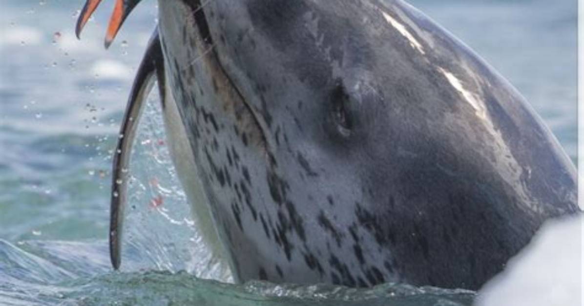 Do Ringed Seals Eat Penguins?