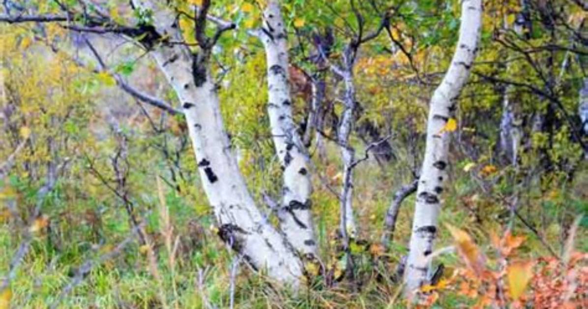 Do River Birches Like Water?