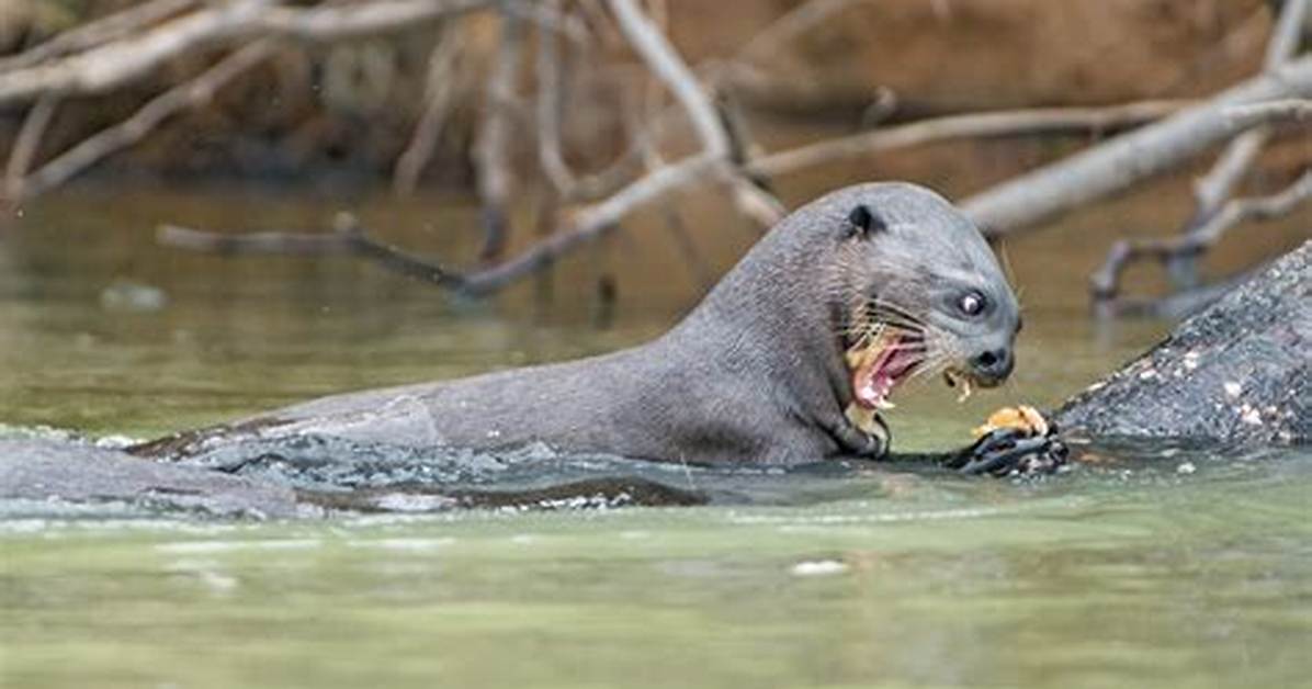 Do River Otters Drink Water?