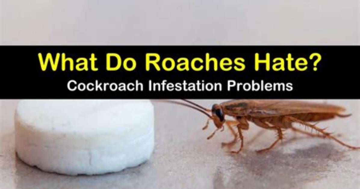 Do Roaches Hate Wind