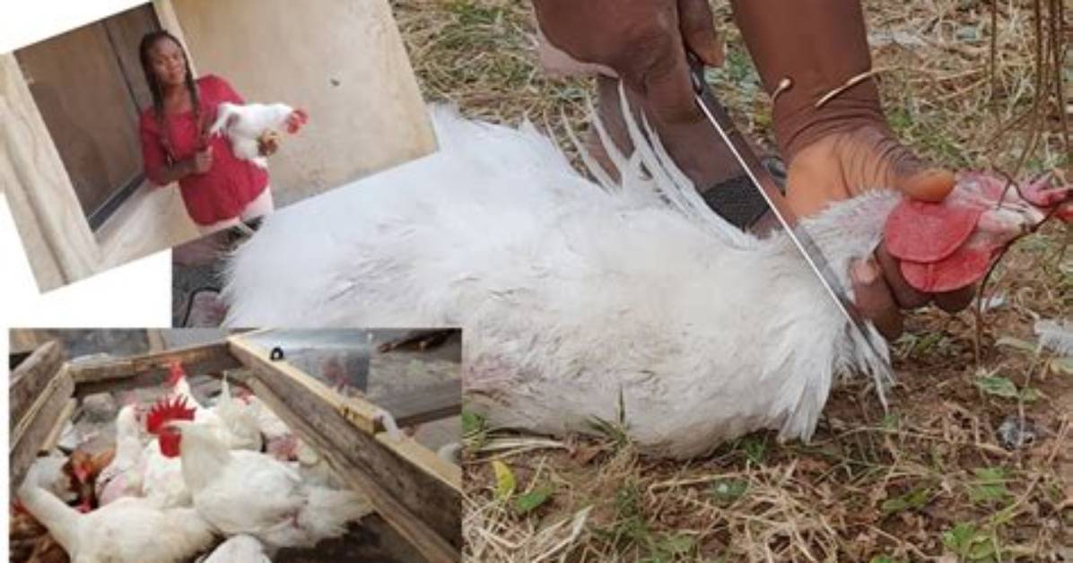 Do Roosters Get Slaughtered?