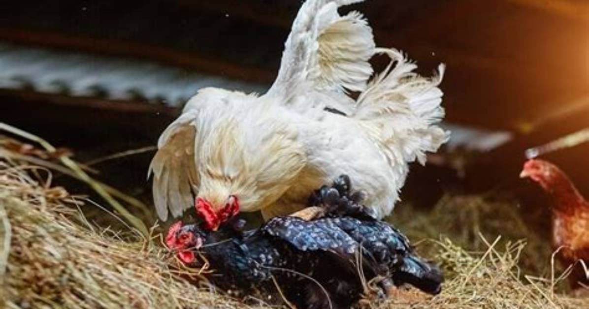 Do Roosters Impregnate Chickens?