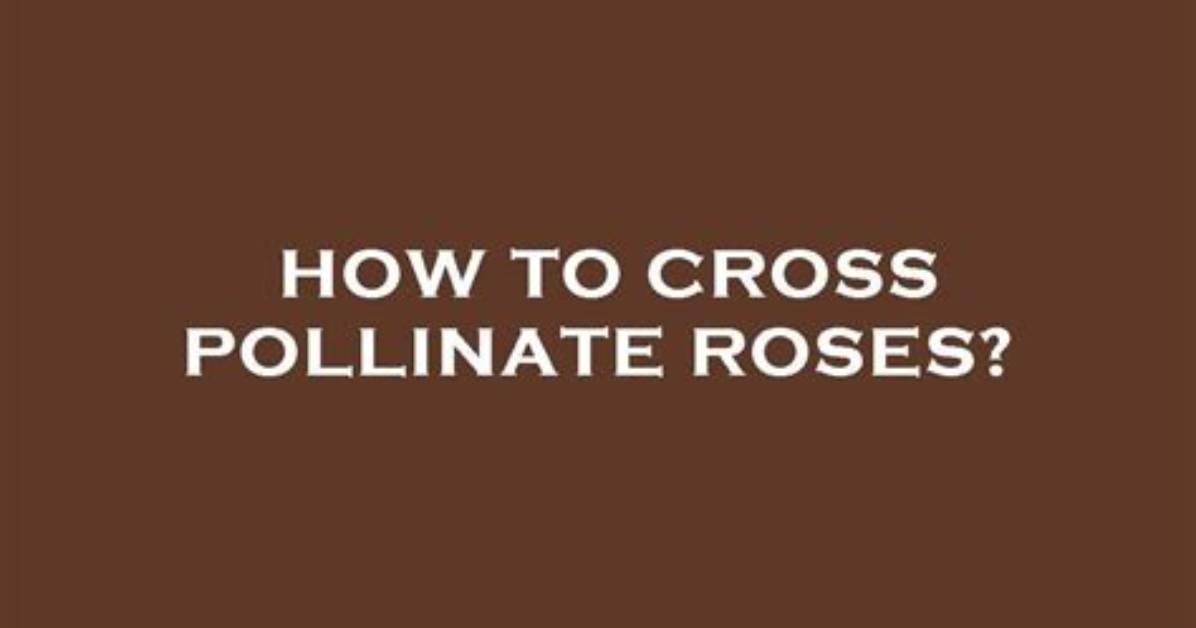 Do Roses Cross Pollinate