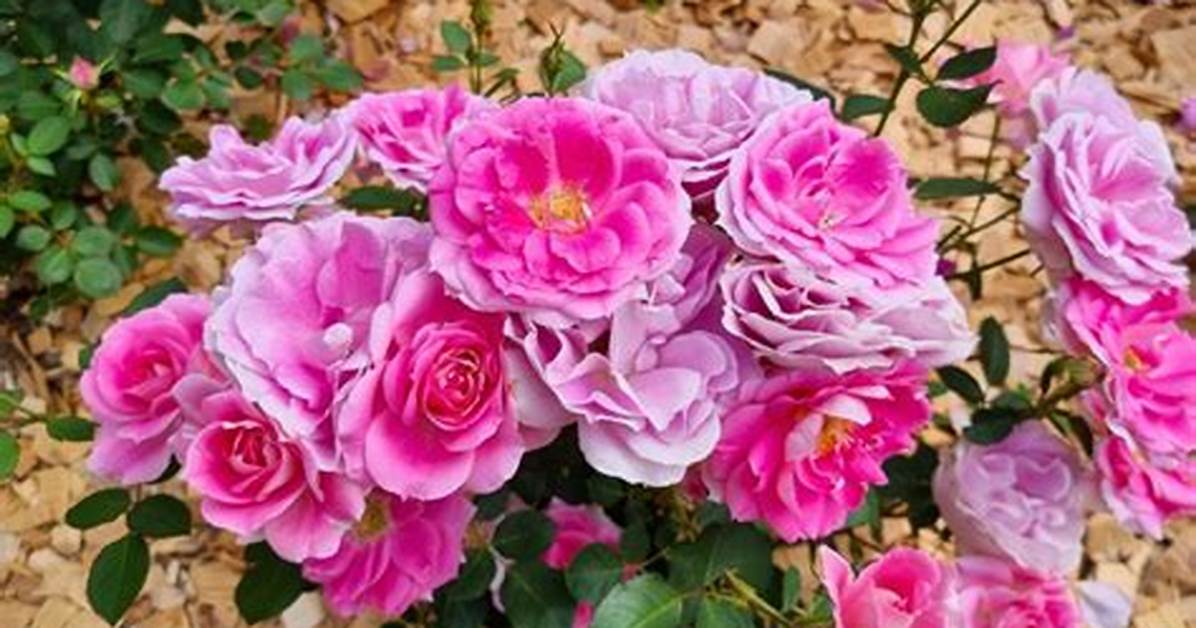 Do Roses Do Well in Sandy Soil