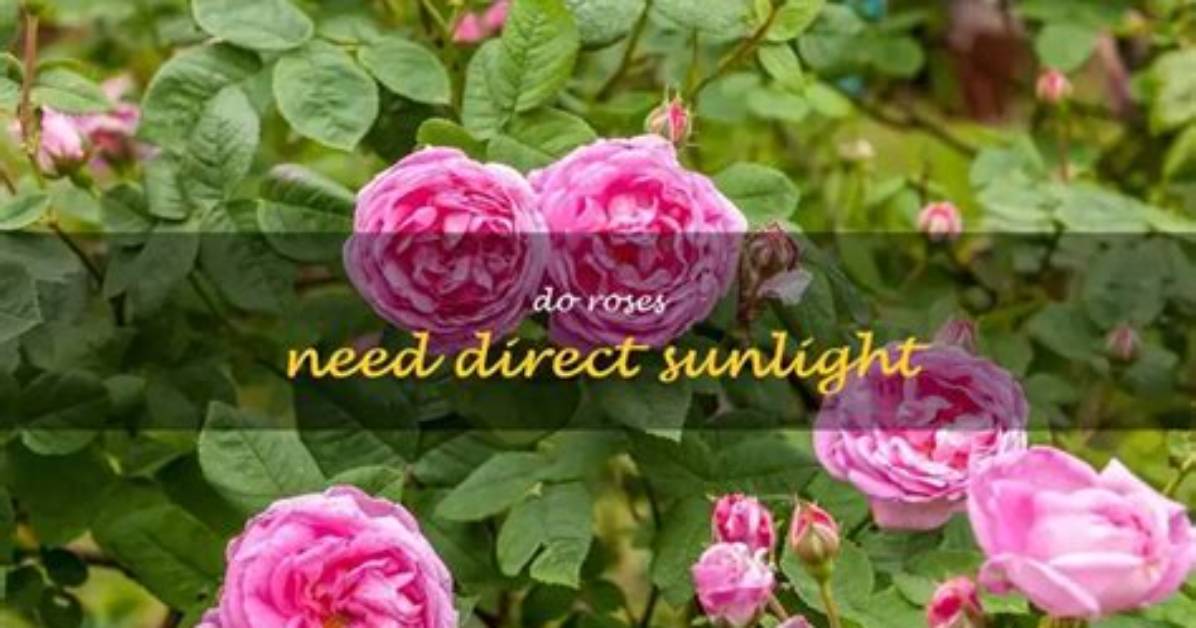 Do Roses Like Sunlight?