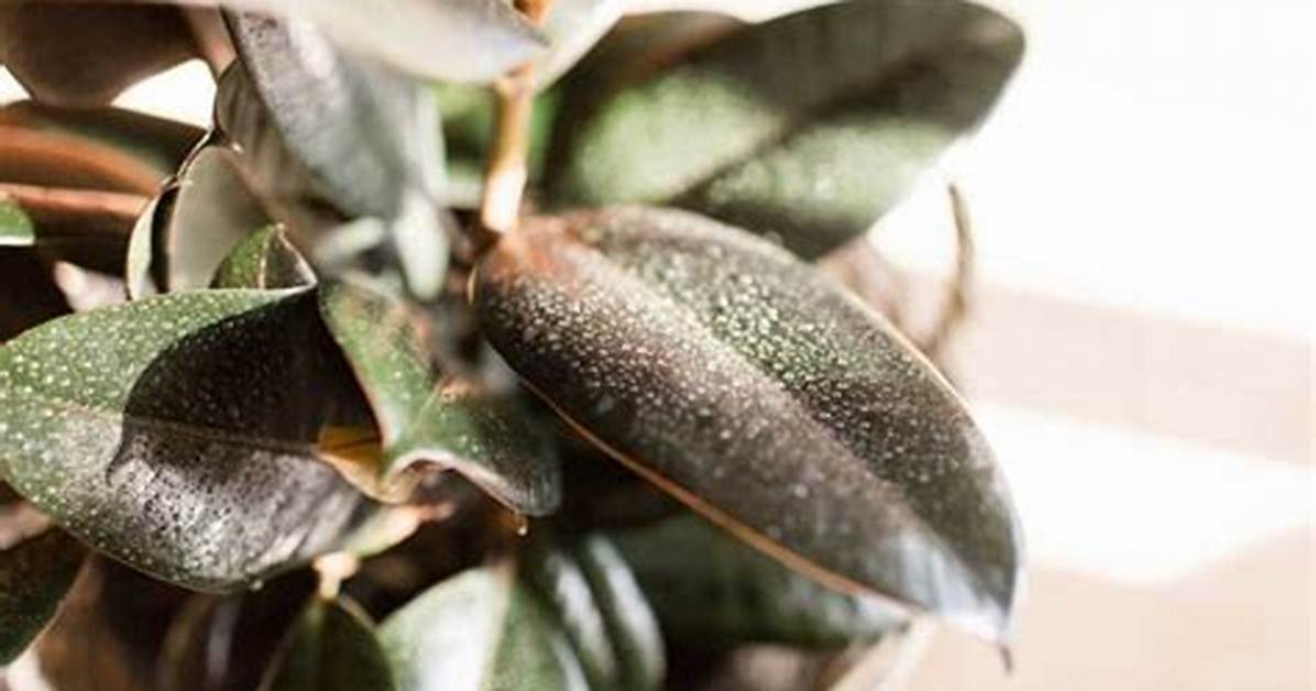 Do Rubber Plants Like Humidity?