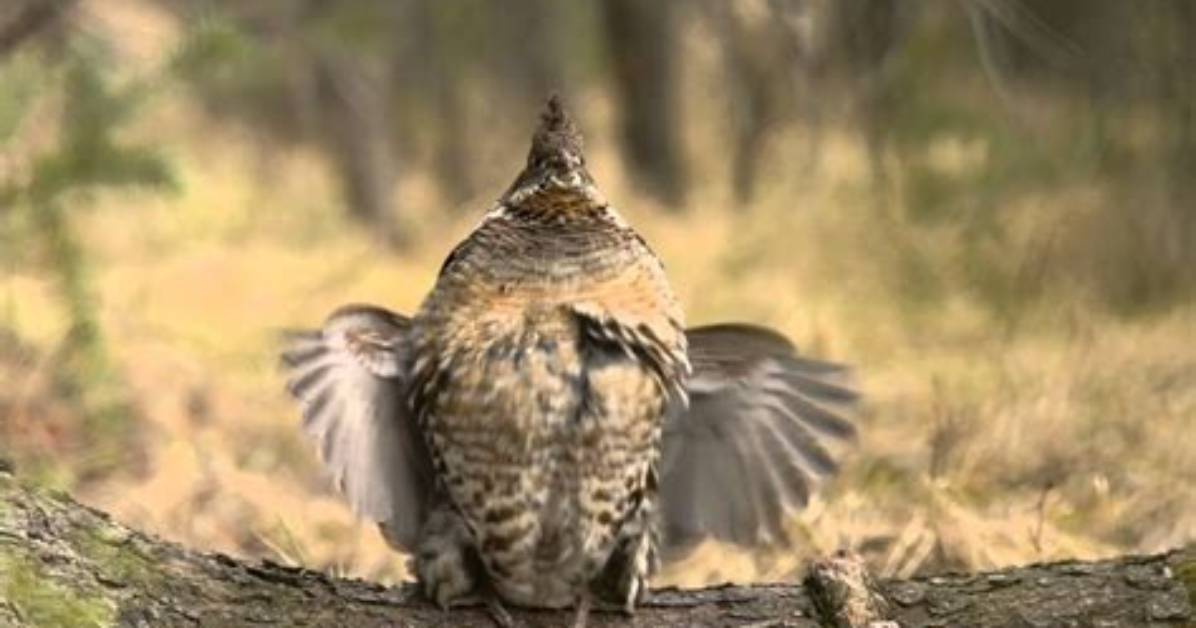 Do Ruffed Grouse Drum in the Fall?