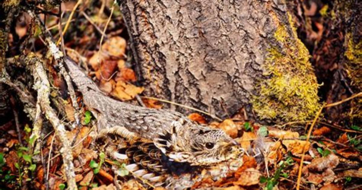 Do Ruffed Grouse Nest?