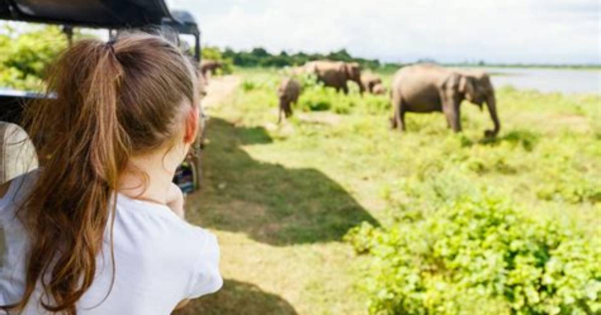 Do Safaris Harm Animals?