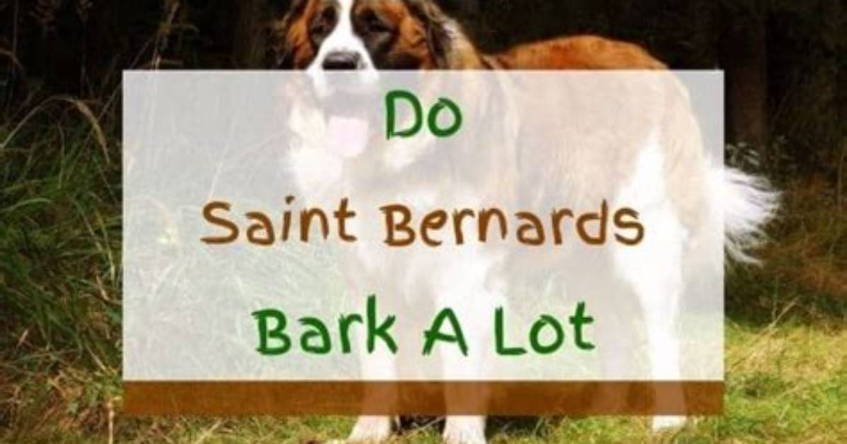 Do Saint Bernards Bark a Lot?