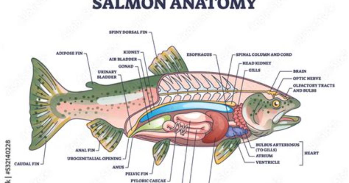 Do Salmon Have Livers? | Contextresponse. Com