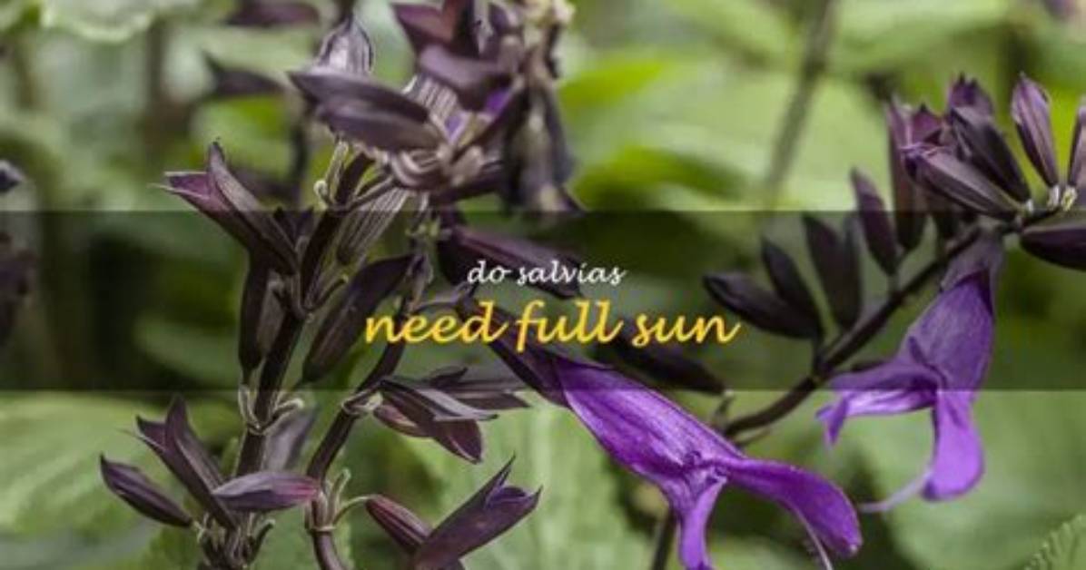 Do Salvias Need Full Sun