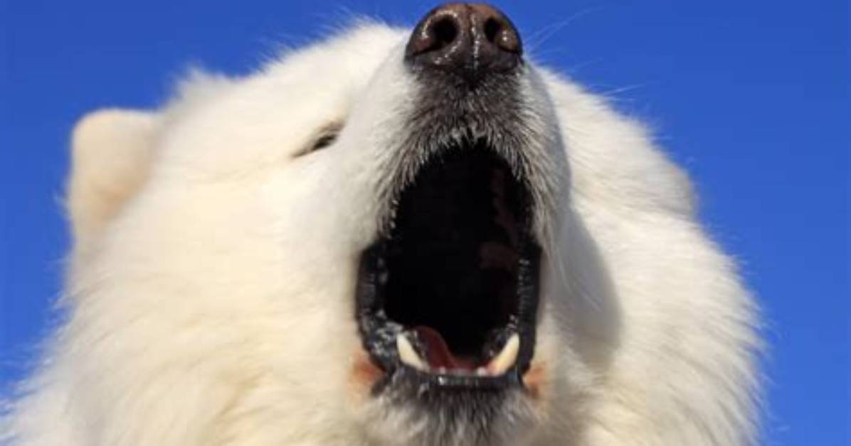 Do Samoyed Bark a Lot?