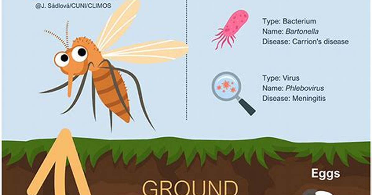 Do Sandflies Bite