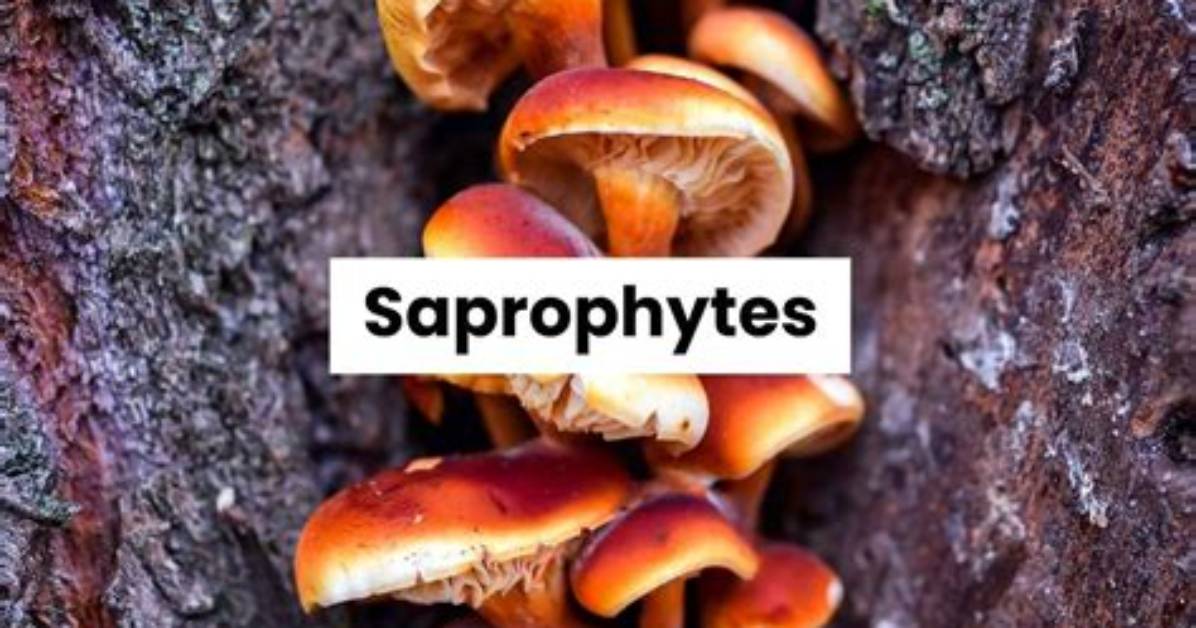 Do Saprophytes Feed on?