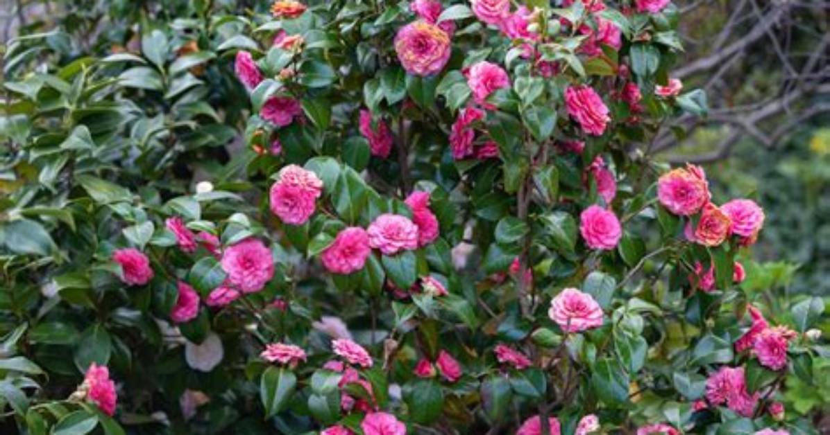 Do Sasanqua Camellia Like Shade?