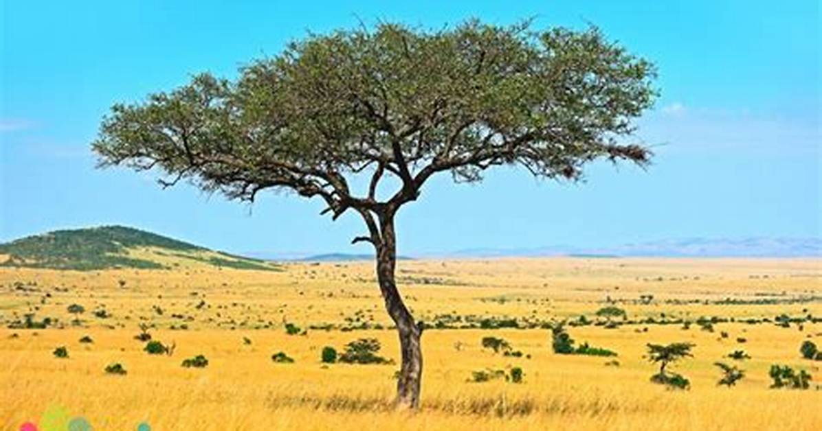 Do Savannas Get Rain?