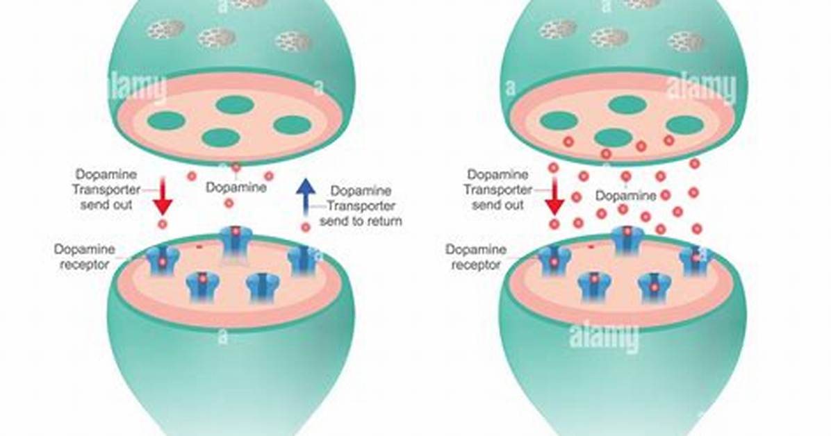 Do Schizophrenics Have More Dopamine