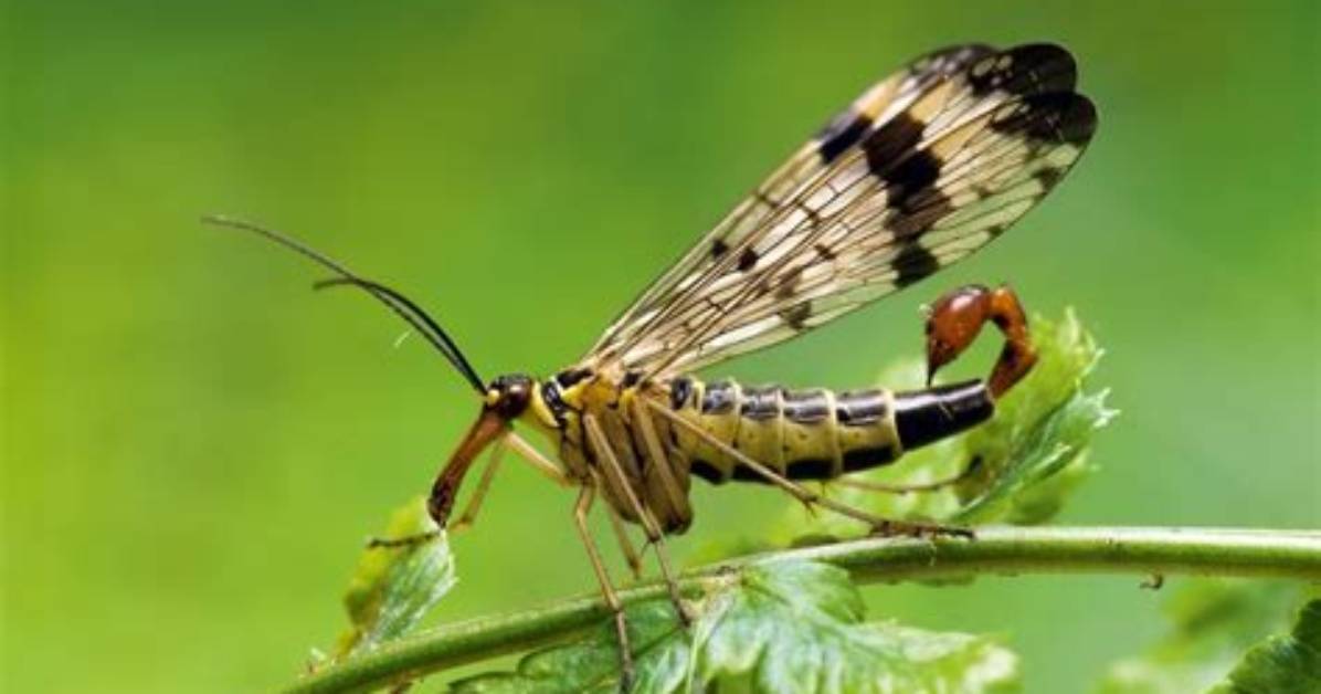 Do Scorpion Flies Bite?