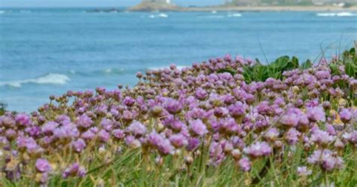 Do Sea Flowers Exist