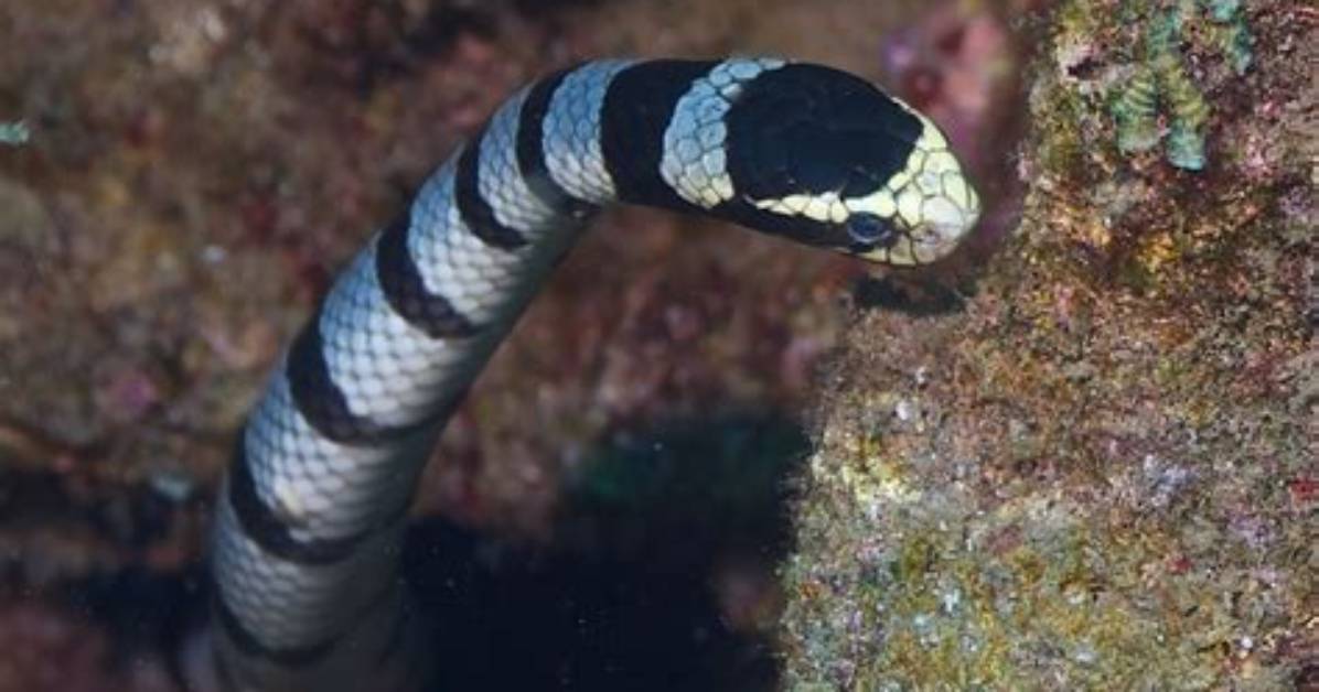 Do Sea Kraits Bite?