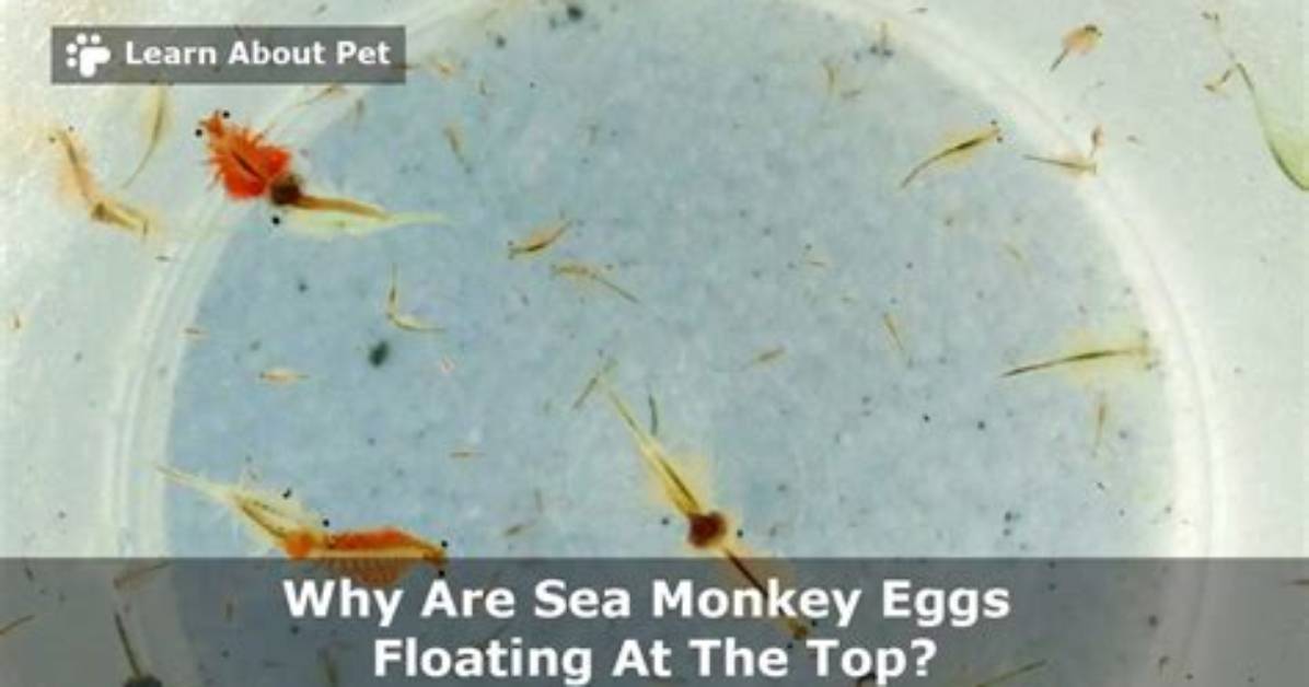 Do Sea Monkey Eggs Expire?