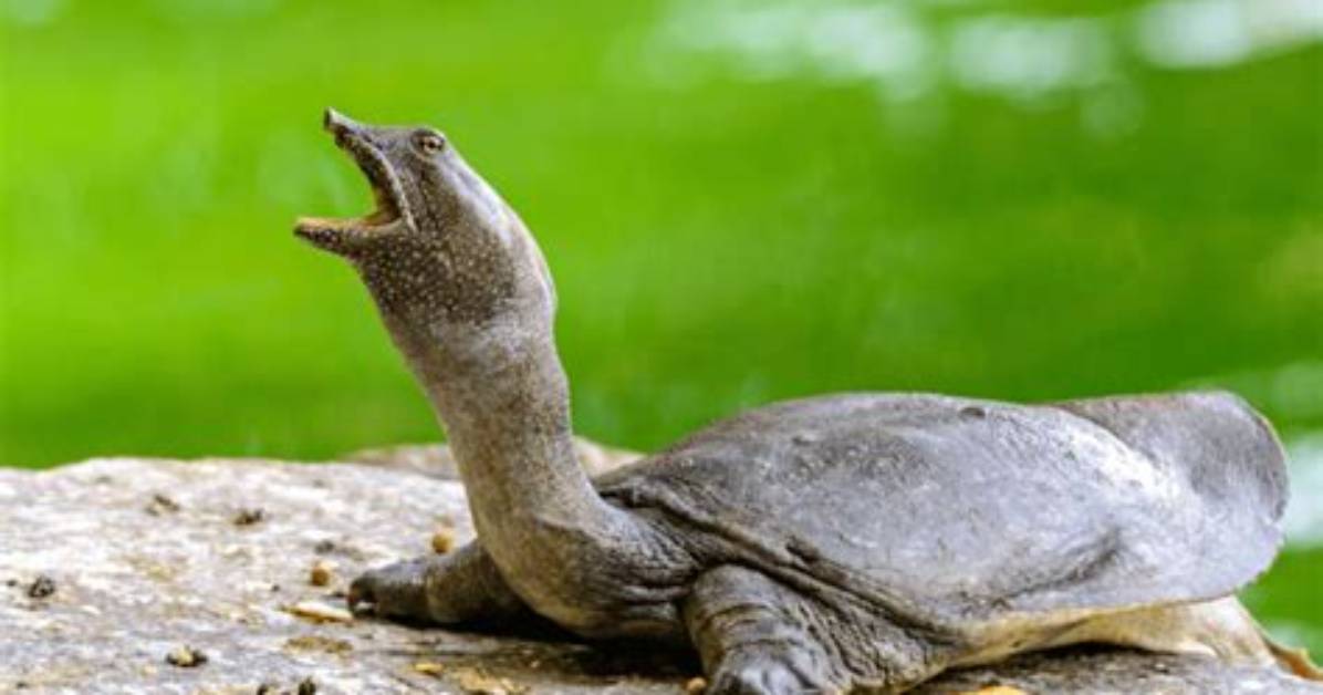 Do Sea Turtles Have Ears?