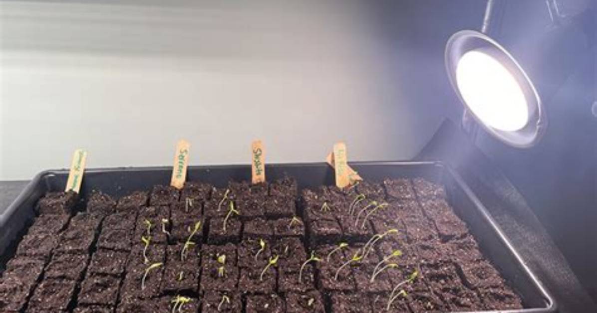 Do Seedlings Need Light?