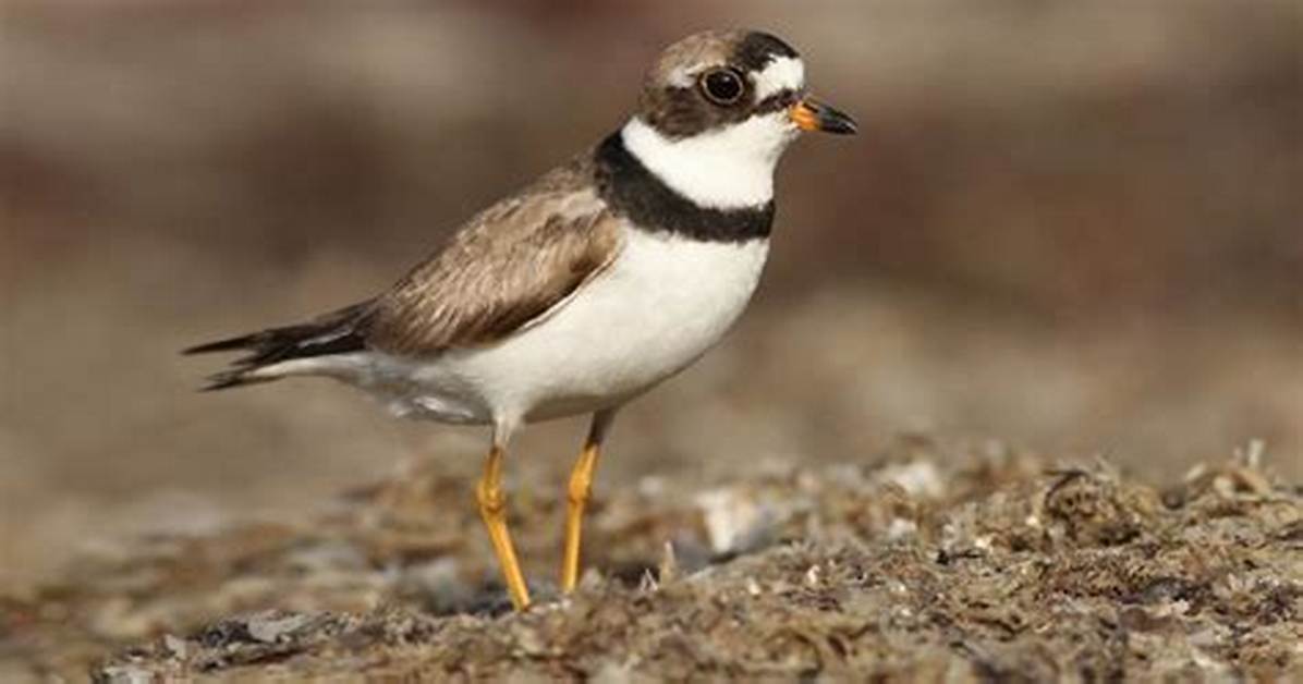Do Semipalmated Plover Have Predators?