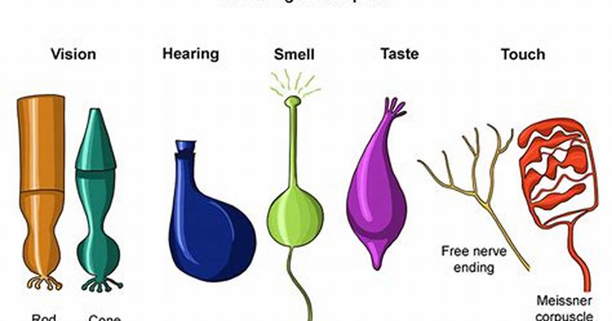 Do Sensory Receptors Work?