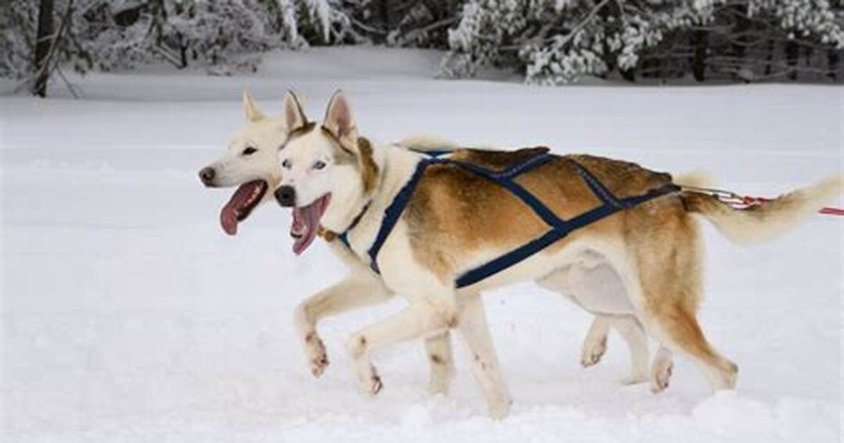 Do Seppala Siberians Still Exist?