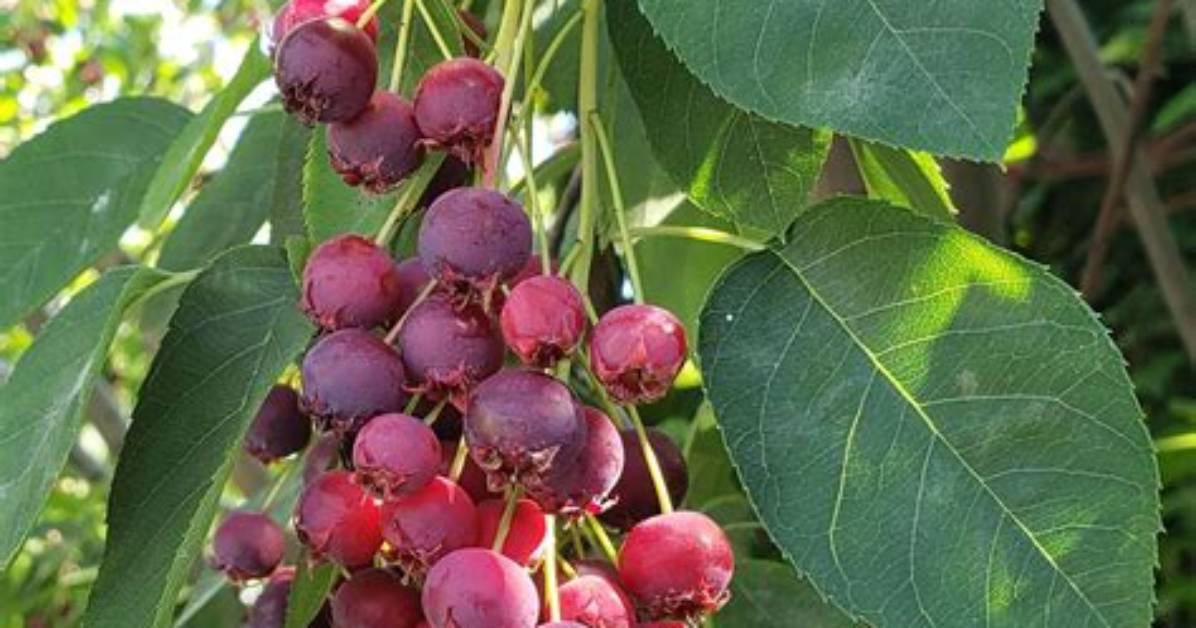 Do Serviceberries Have Seeds?