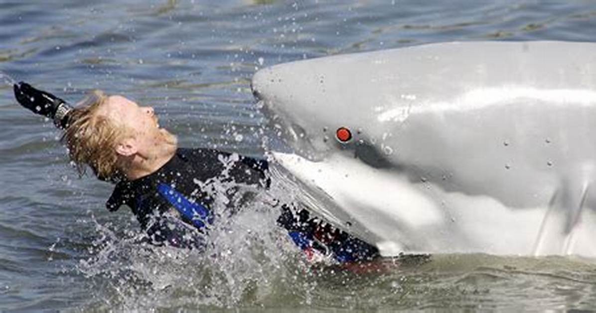Do Shark Like Humans?