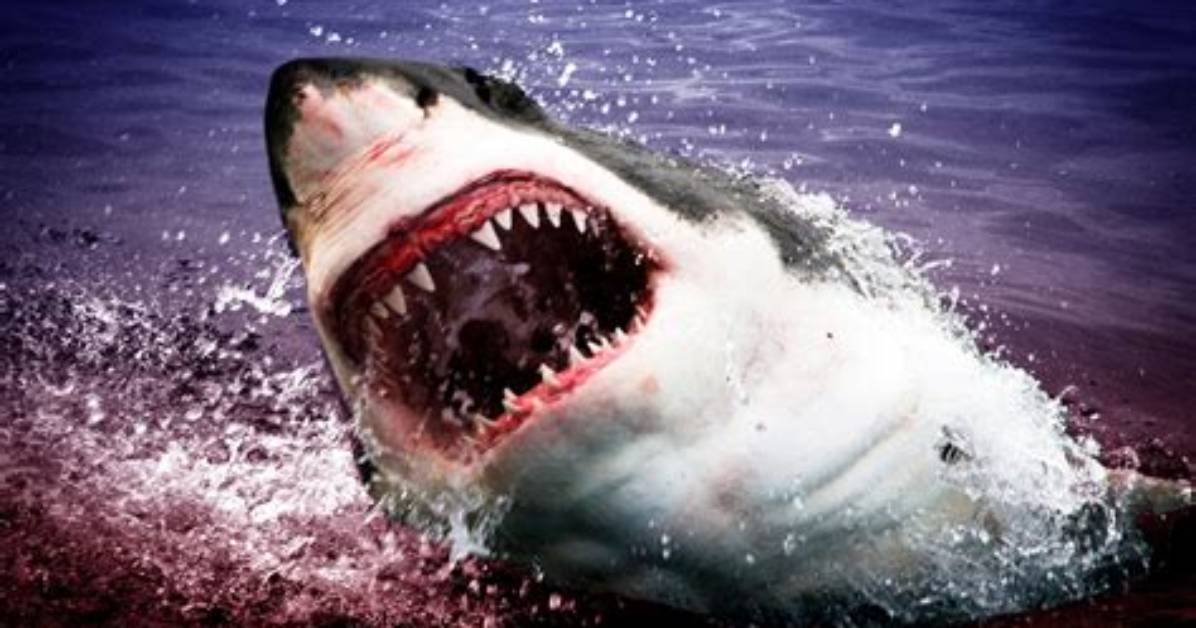 Do Sharks Attack in Waves