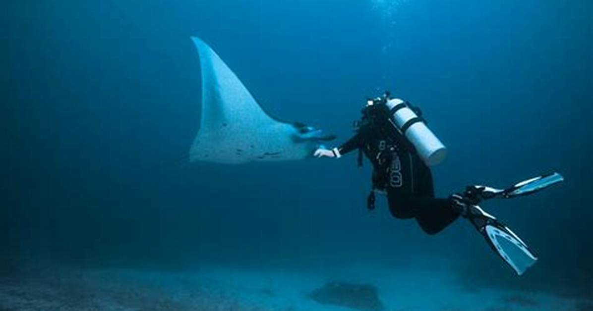 Do Sharks Attack Rays