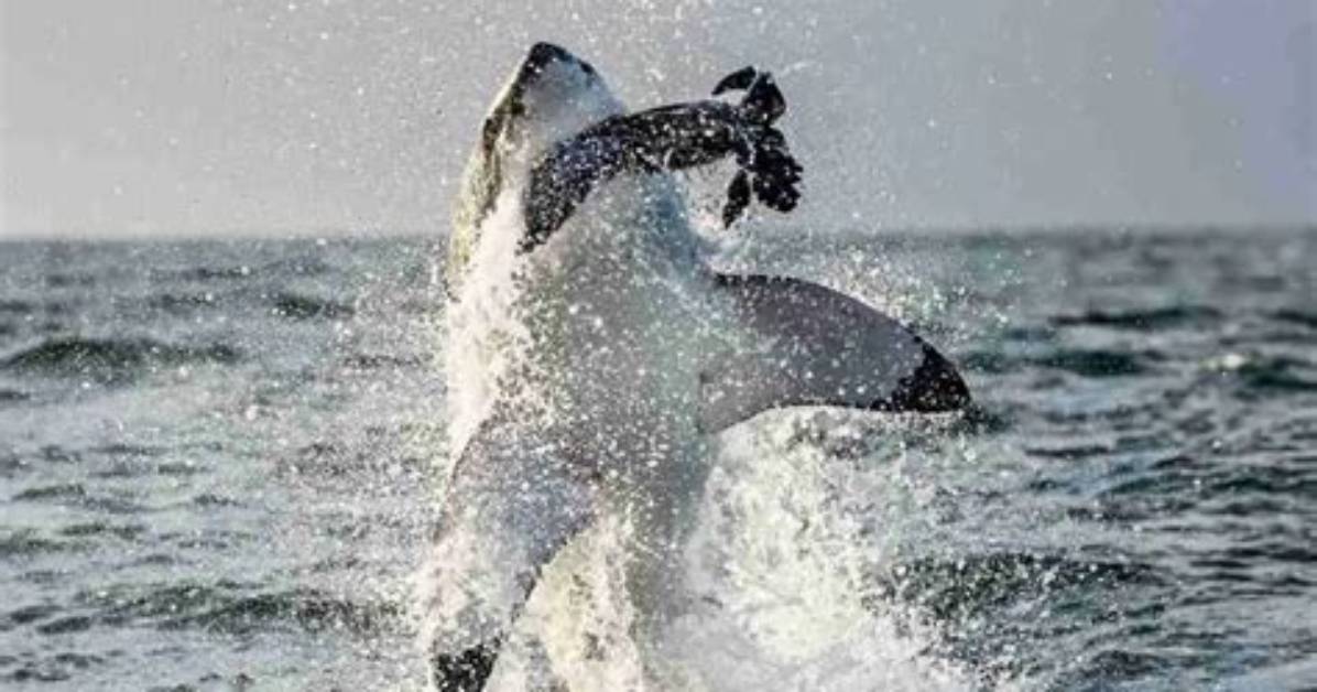 Do Sharks Chew or Swallow