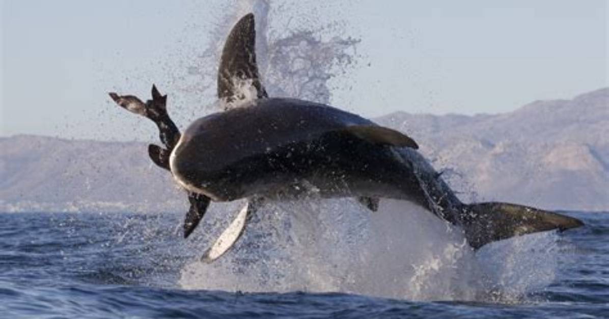 Do Sharks Eat Gannets?