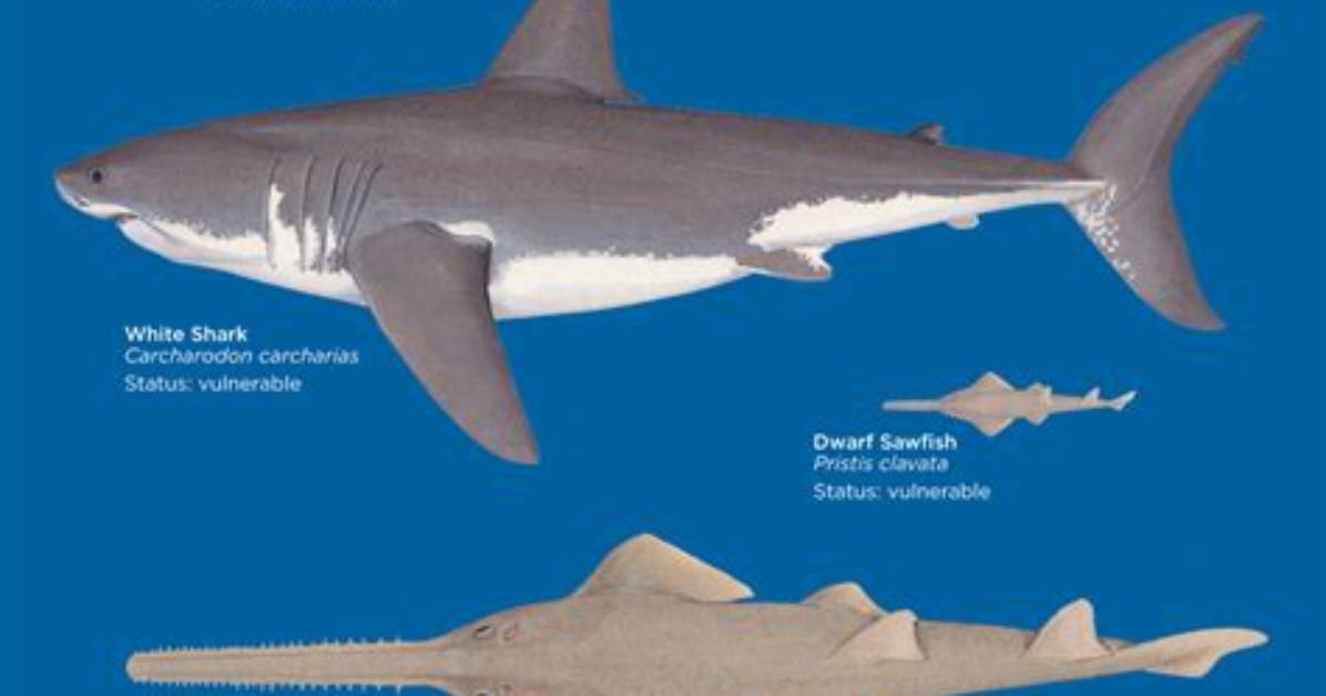 Do Sharks Have Any Adaptations