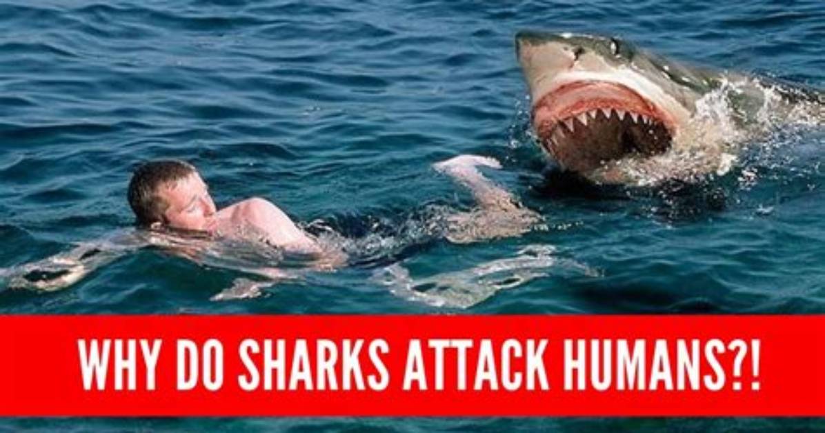 Do Sharks Hunt Humans