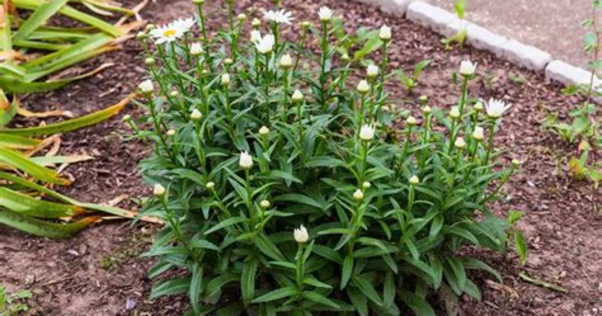 Do Shasta Daisies Spread?