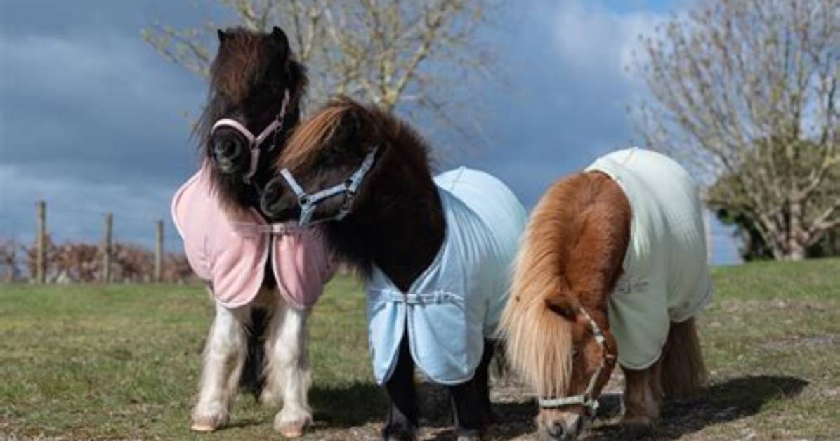Do Shetlands Need Rugs?