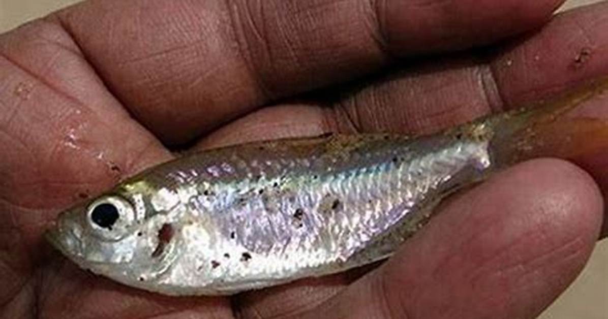 Do Shiner Fish Eat?