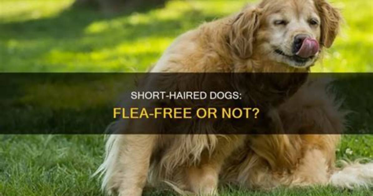 Do Short Haired Dogs Get Fleas