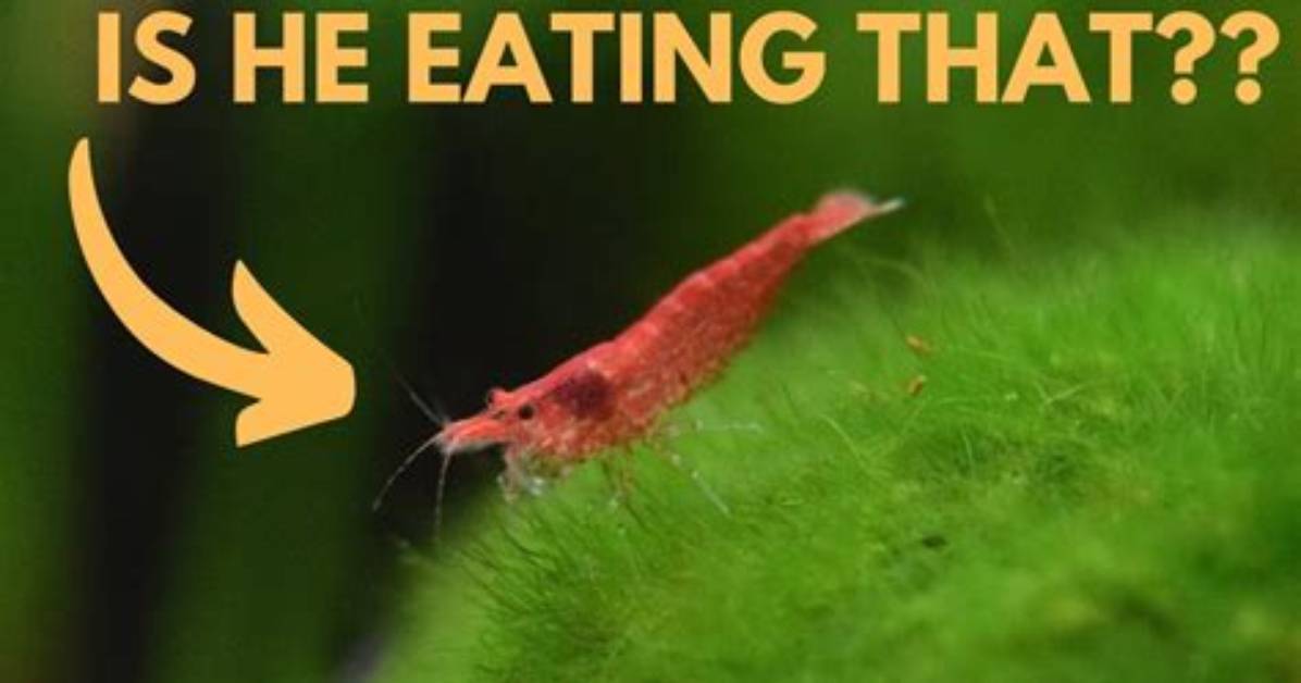 Do Shrimp Eat Algae?