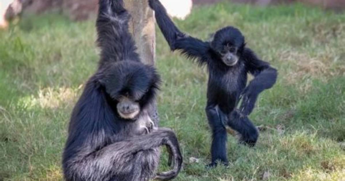 Do Siamangs Mate for Life?