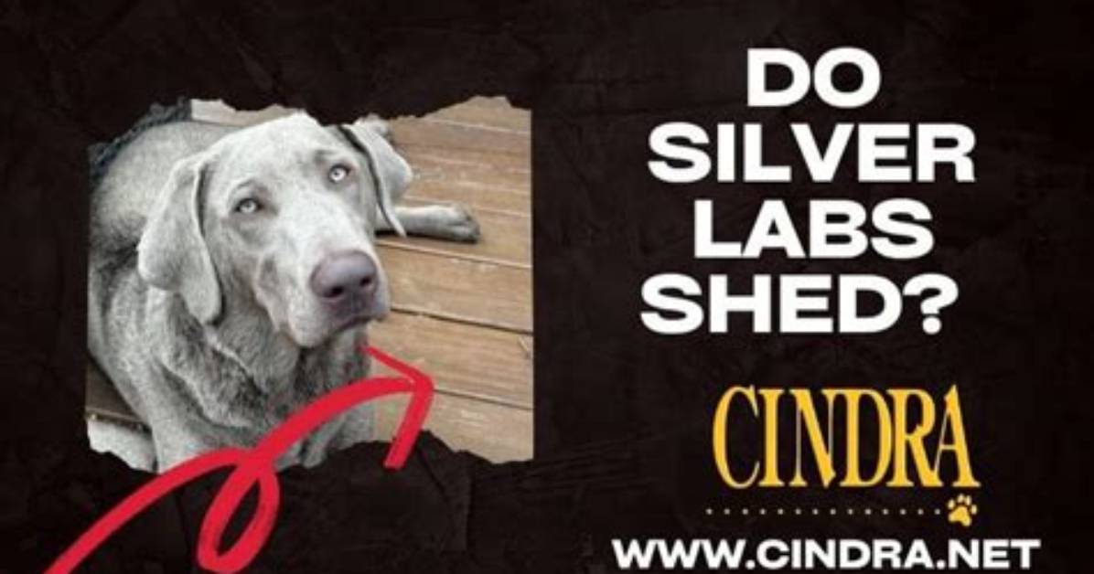 Do Silver Labs Shed?