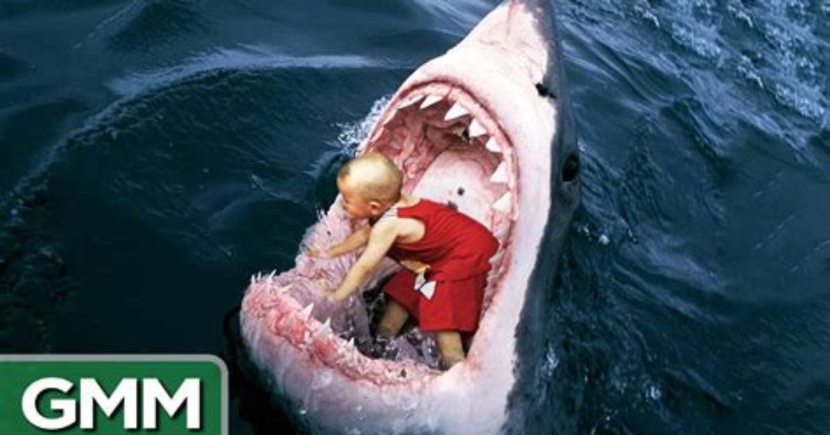Do Silvertip Sharks Eat Humans?