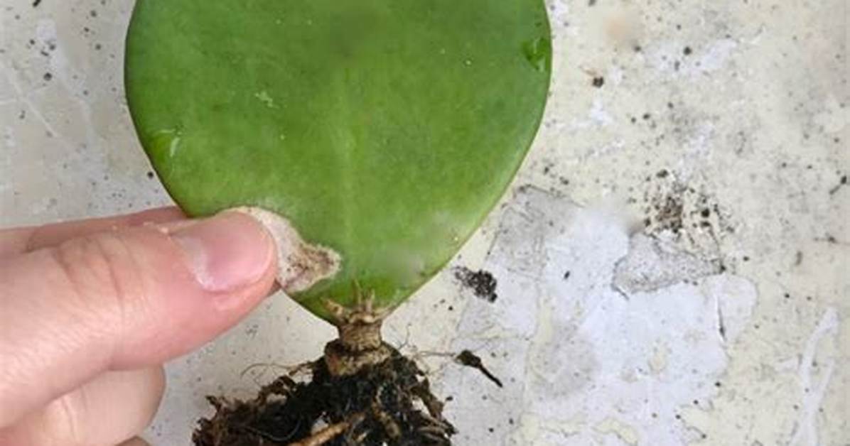 Do Single Leaf Hoya Kerrii Grow?