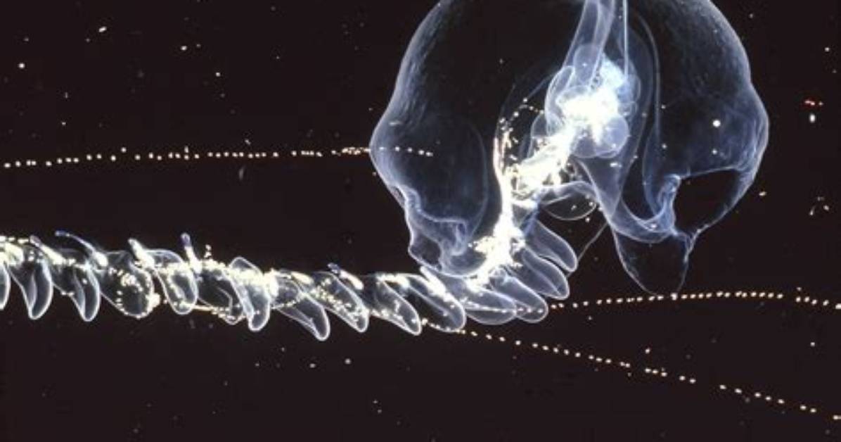 Do Siphonophores Sting